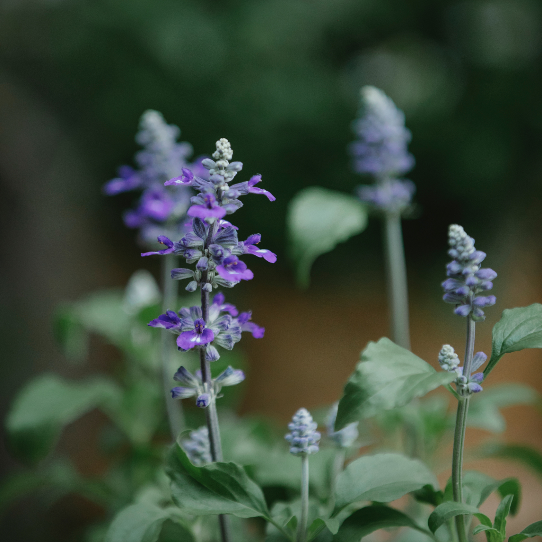 Mexikansk Chiasalvia - Chiafrö