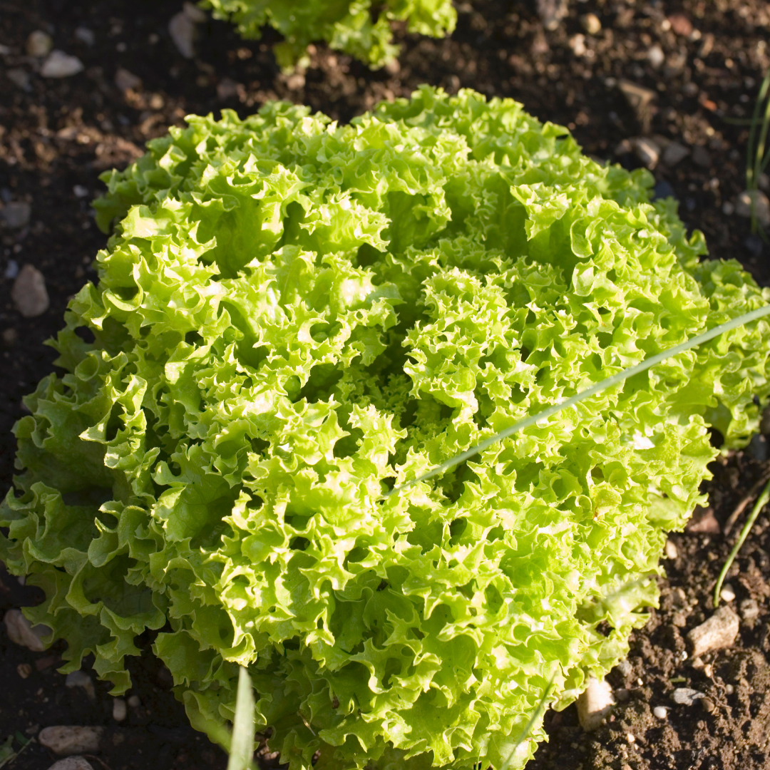 Ekologisk Bataviasallat - Lollo Bionda