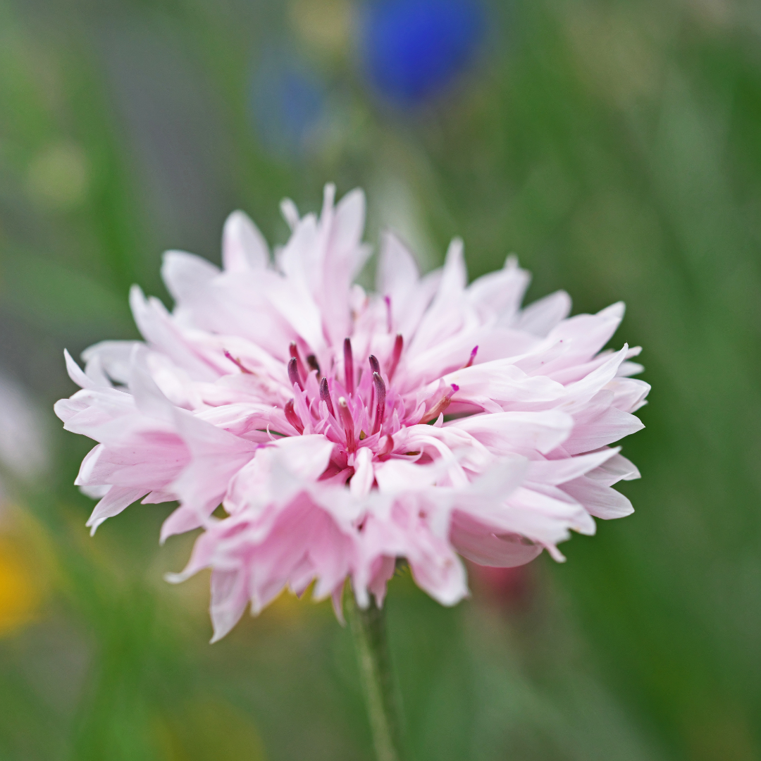Blåklint - Tom Pouce Pink