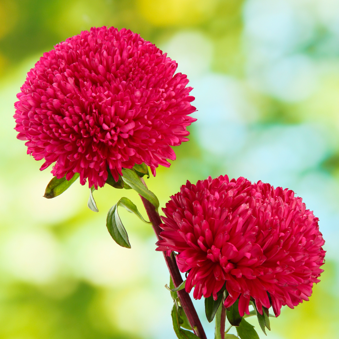 Sommaraster - Duschesse Scarlet