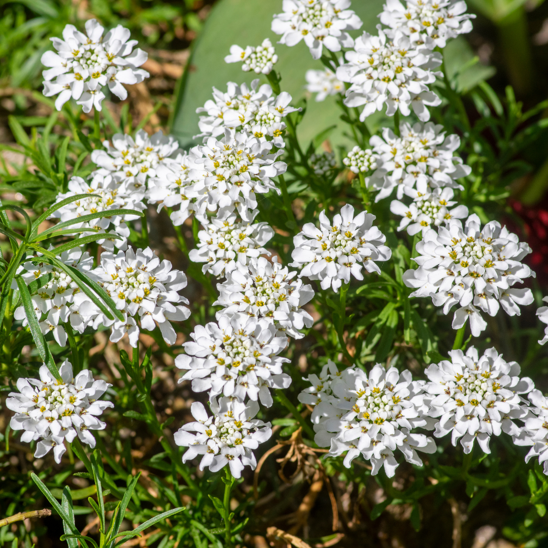 Roseniberis - White Flash