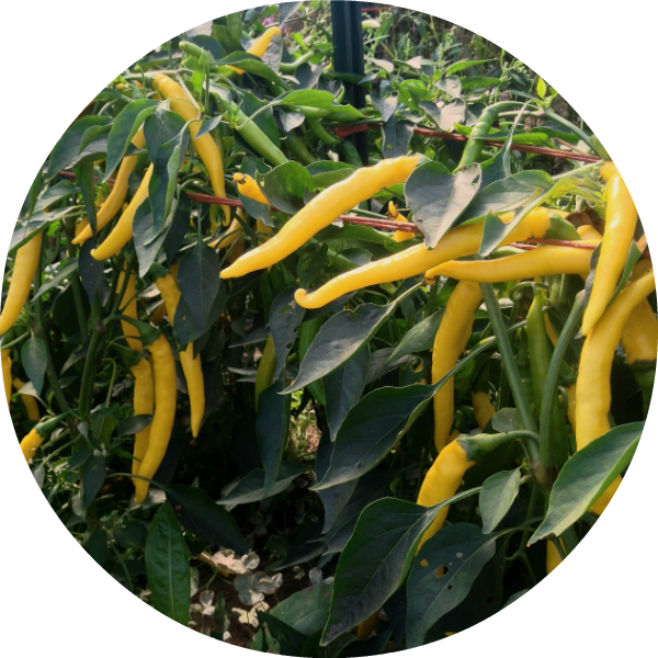 Chili - Sarit Gat - 3
