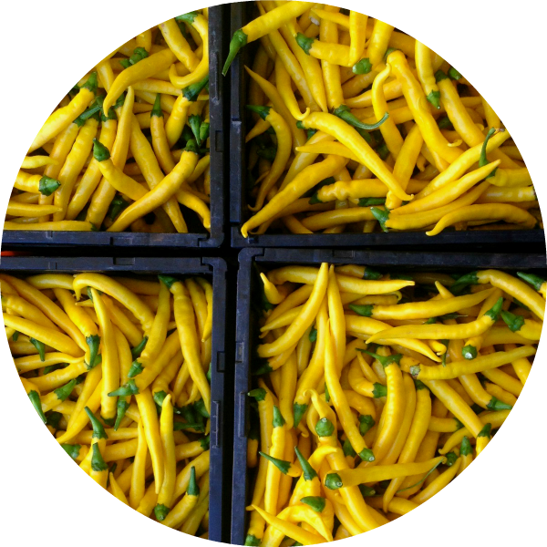 Chili - Sarit Gat - 2