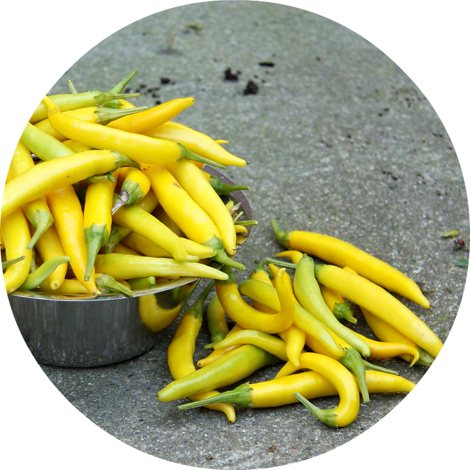 Chili - Sarit Gat