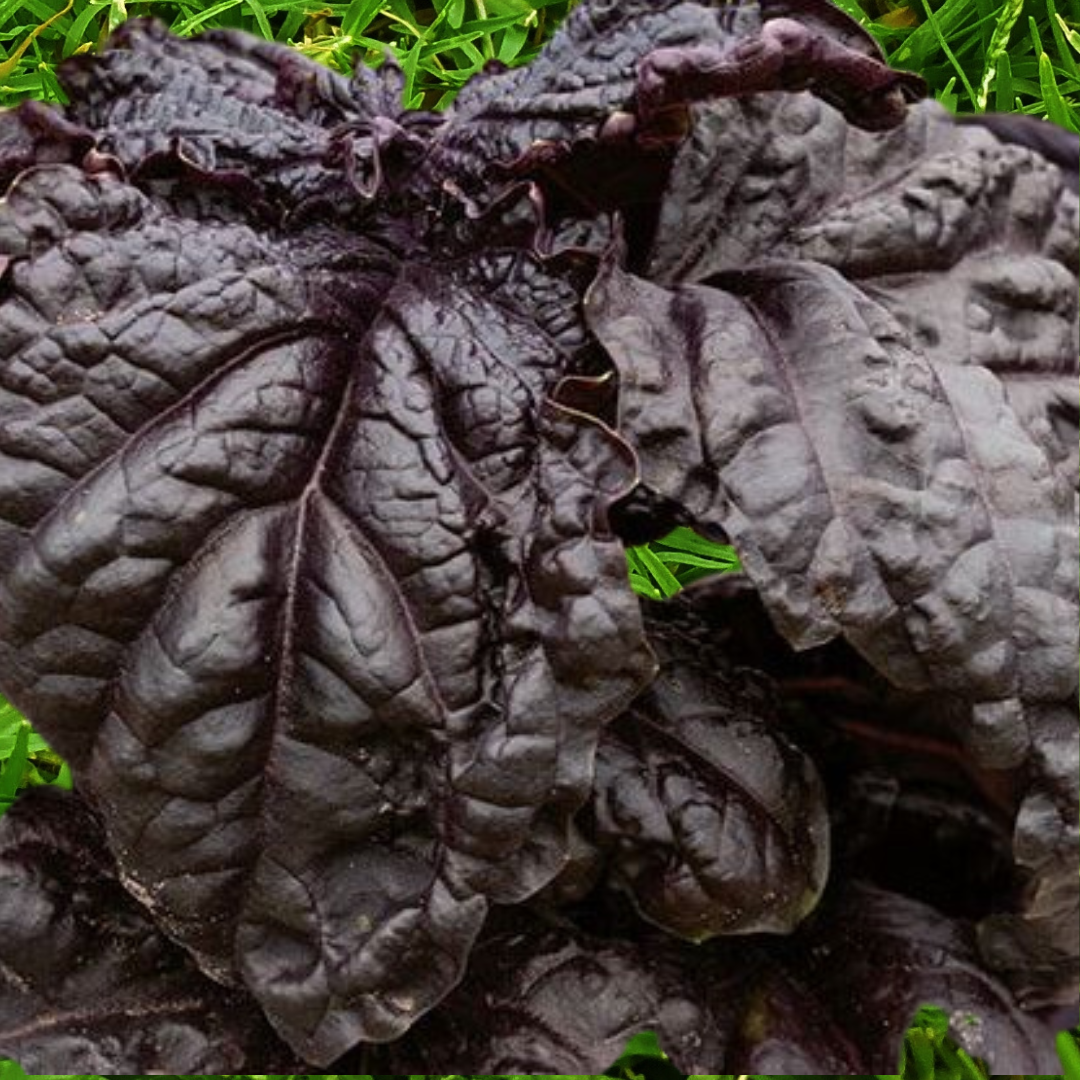 Basilika - Red Lizzy