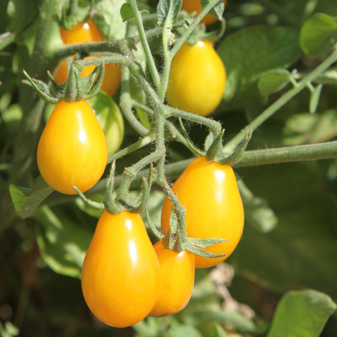 Pärontomat - Yellow Pearshaped - Kultursort