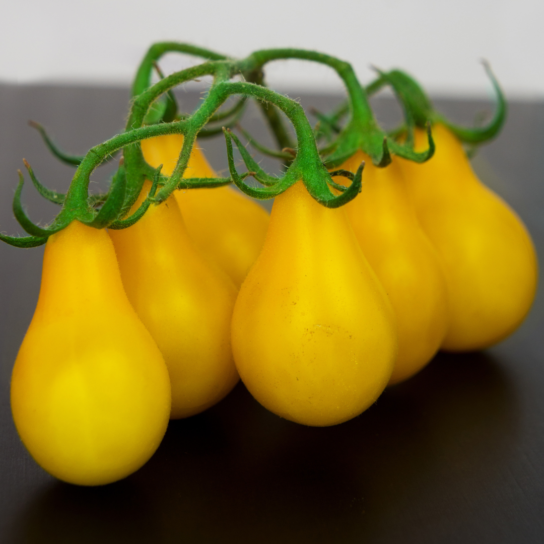 Pärontomat - Yellow Pearshaped - Kultursort