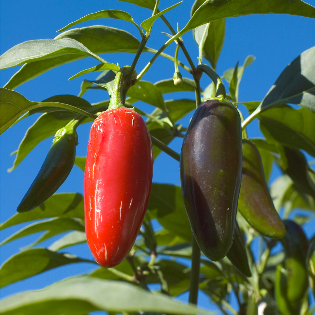 Ekologisk Chili - Jalapeno Ruben