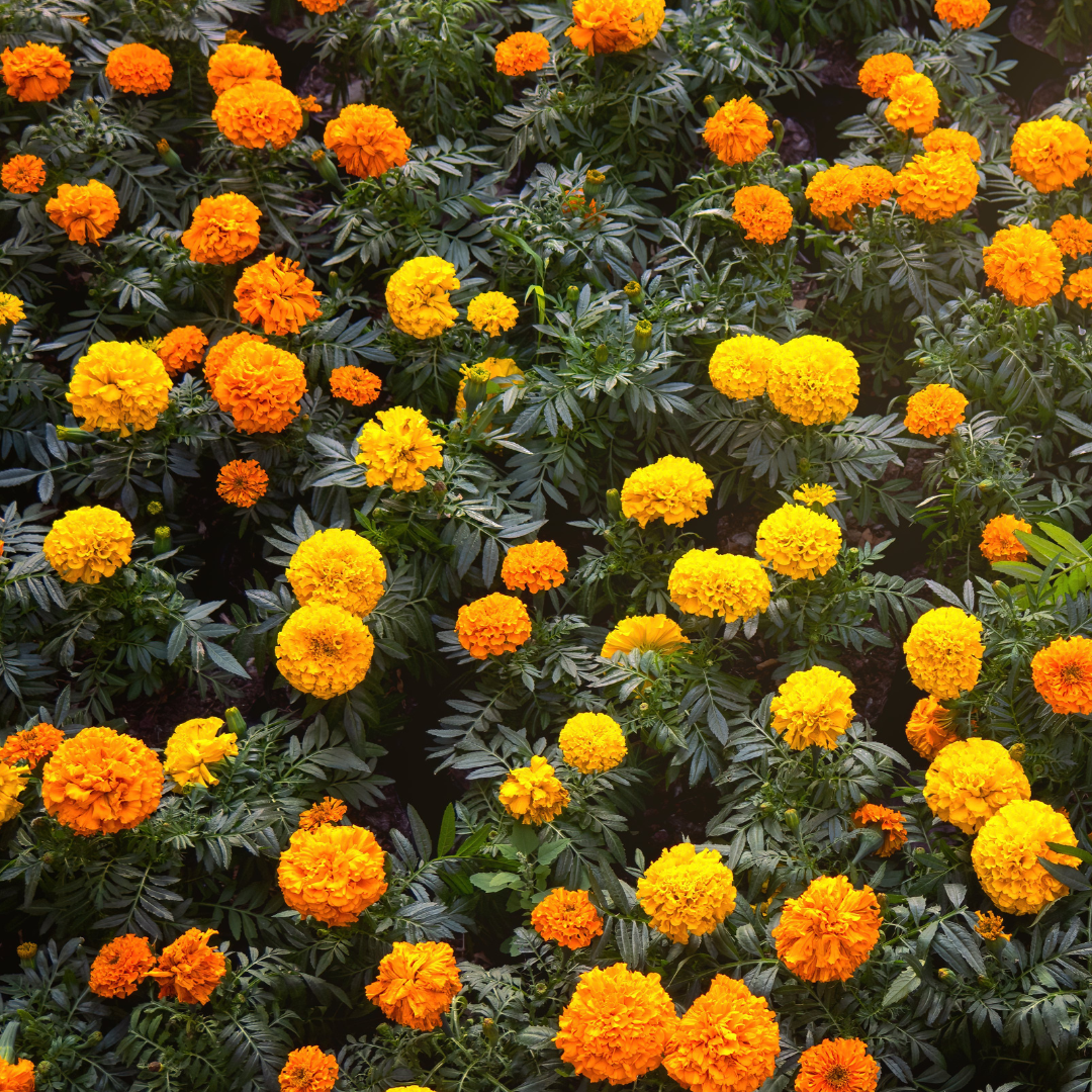 Tagetes - Dwarf Double Maximix