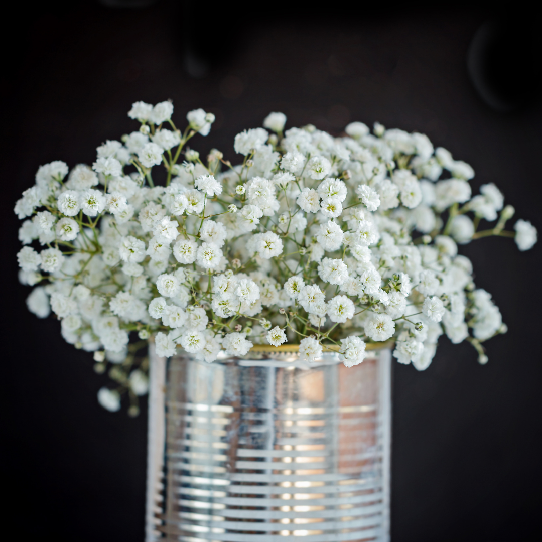 Brudslöja - Snowflake