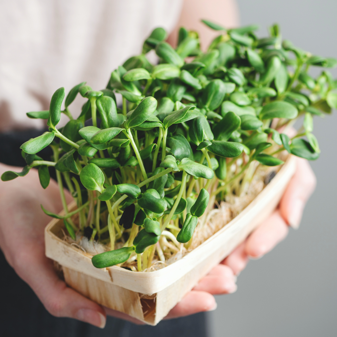 Ekologisk Microgreen - Solrosskott