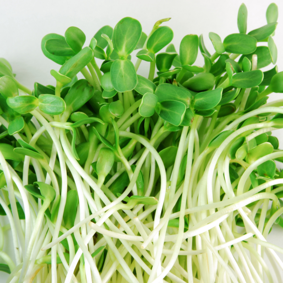 Ekologisk Microgreen - Solrosskott - 4