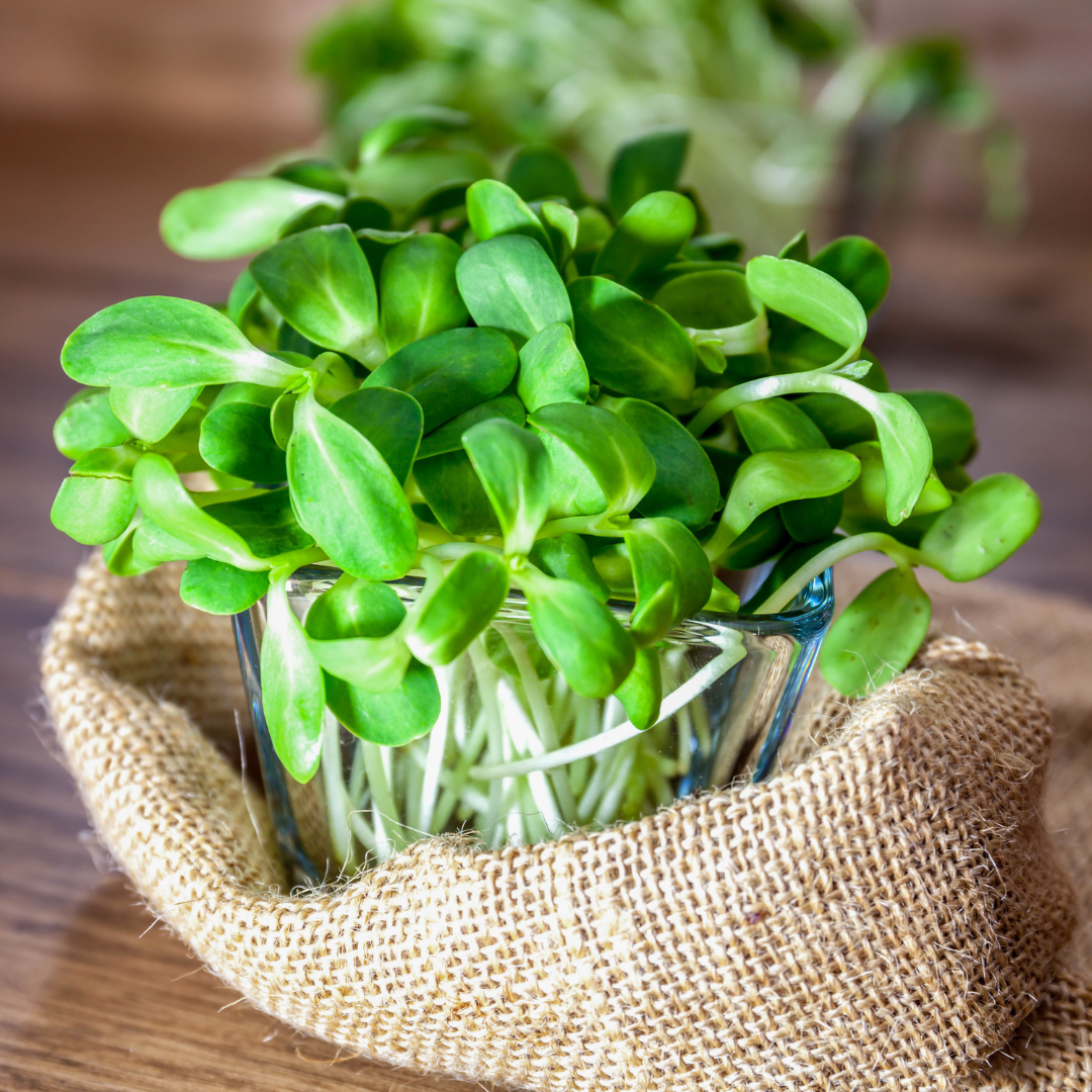 Ekologisk Microgreen - Solrosskott - 5