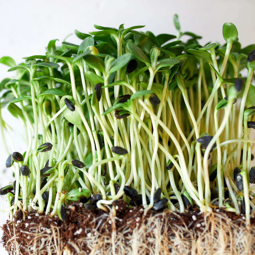 Ekologisk Microgreen - Solrosskott - 3