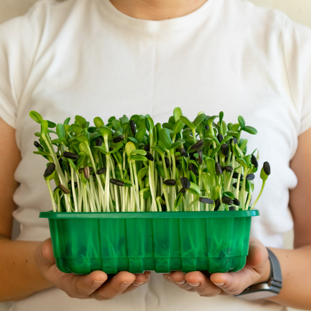 Ekologisk Microgreen - Solrosskott