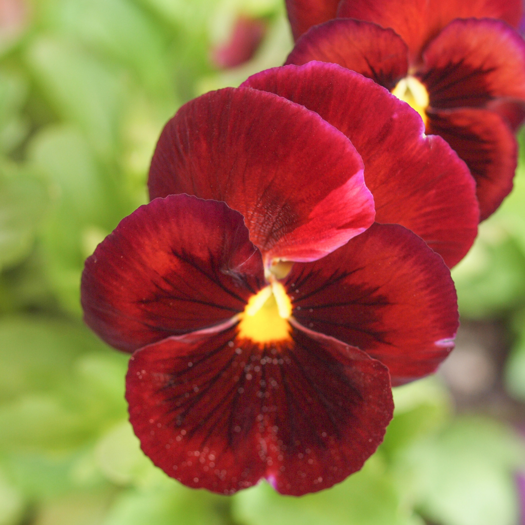 Pensé - Swiss Giants Wine Red