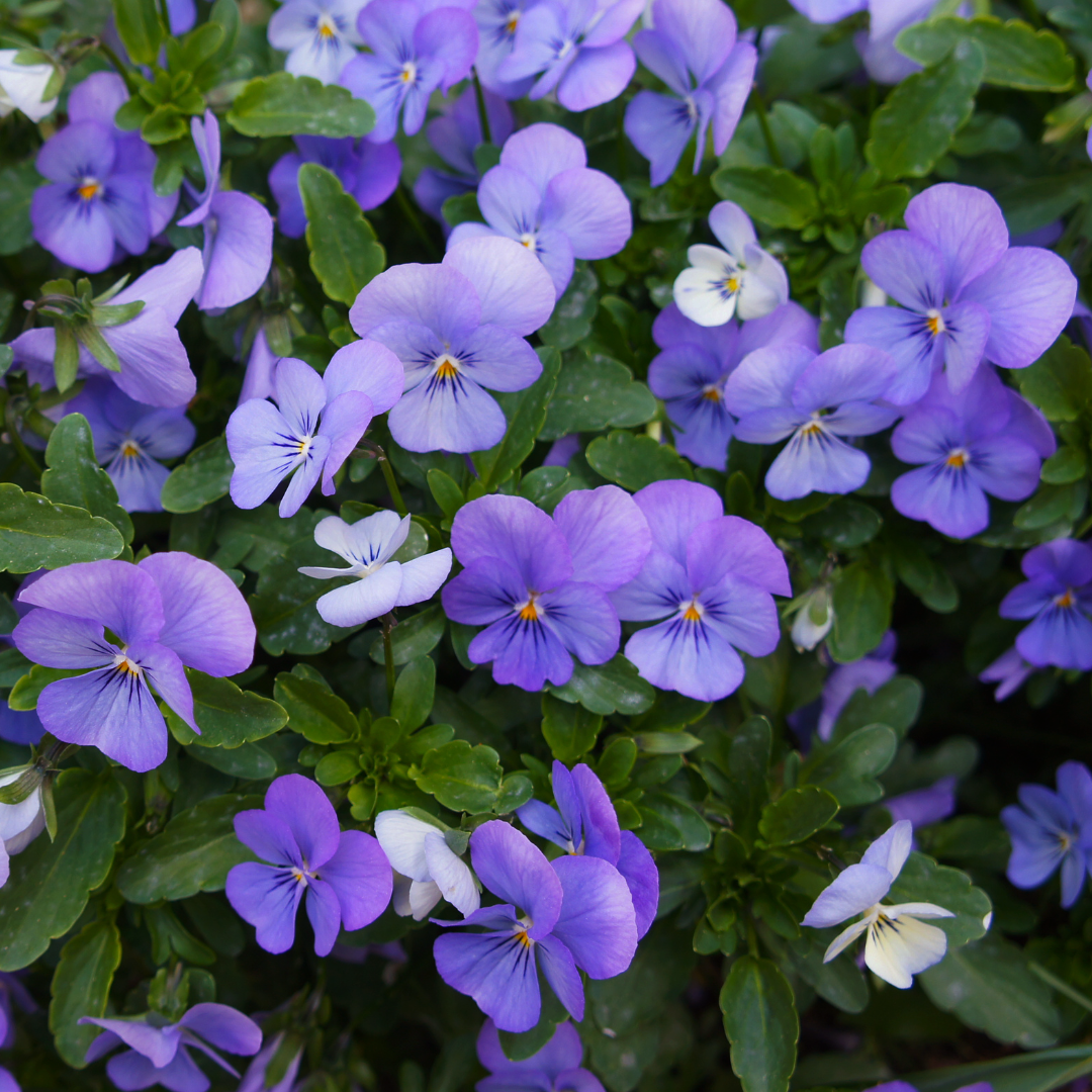 Hornviol - Bukettviol - Blue Perfection