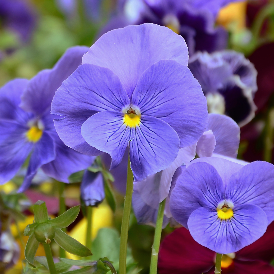 Bukettviol - Blue Perfection