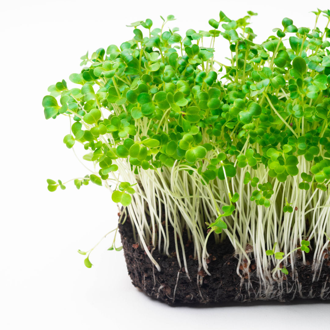 Microgreen - White Pak Choi