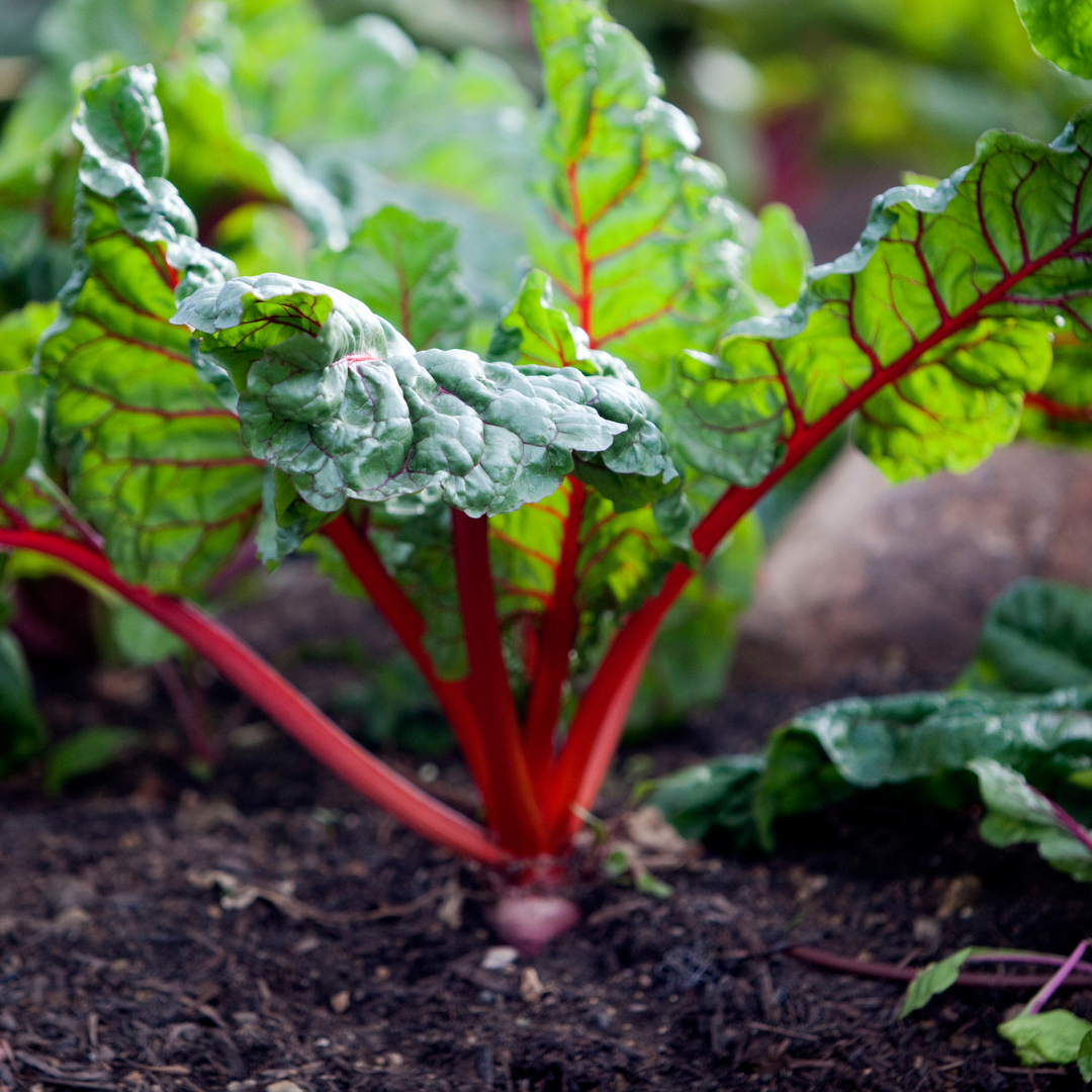 Ekologisk Mangold - Rhubarb Chard - Kultursort