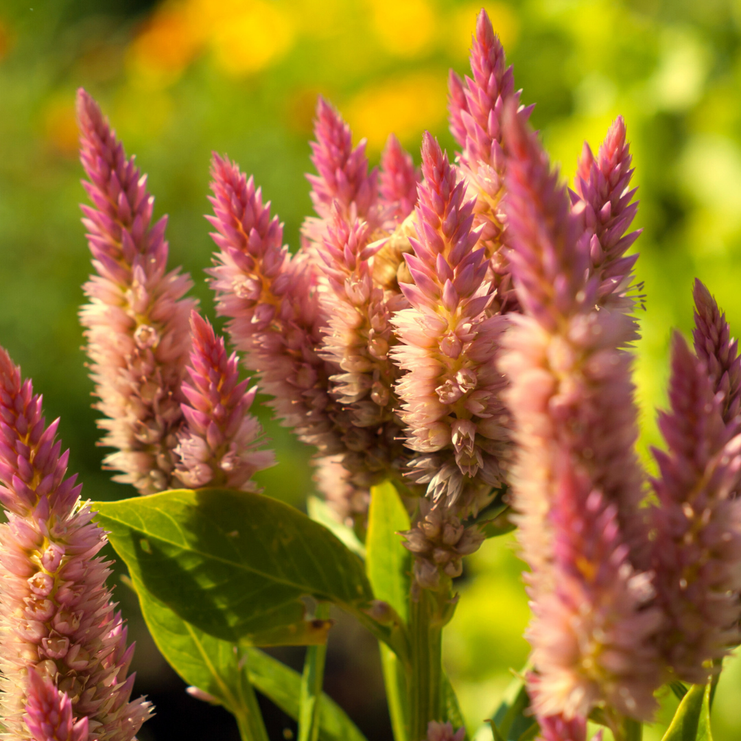 Axamarant - Flamingo