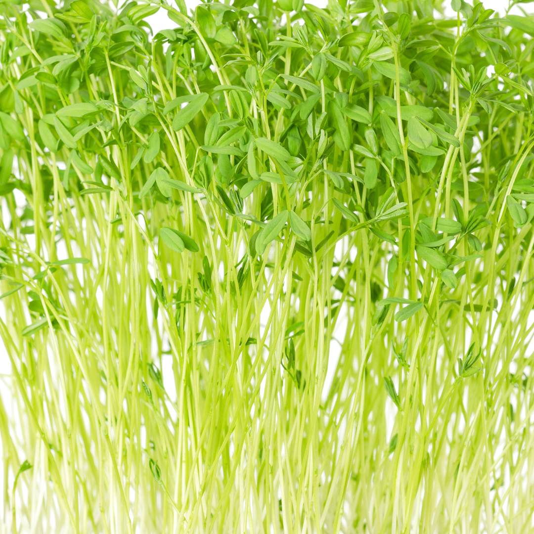 Ekologisk Microgreen - Gröna Linser