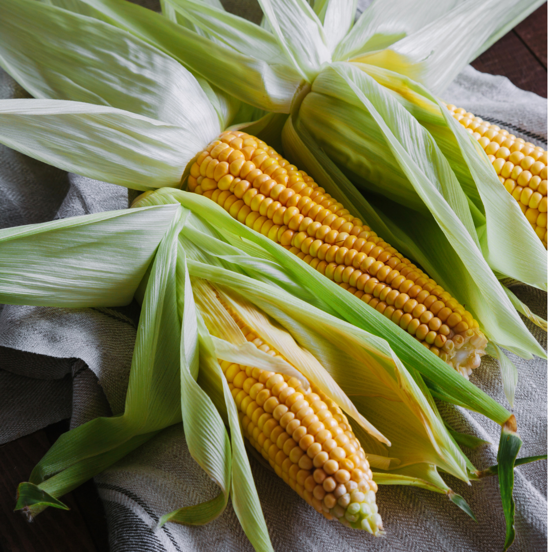 Majs - Zlota Karlowa