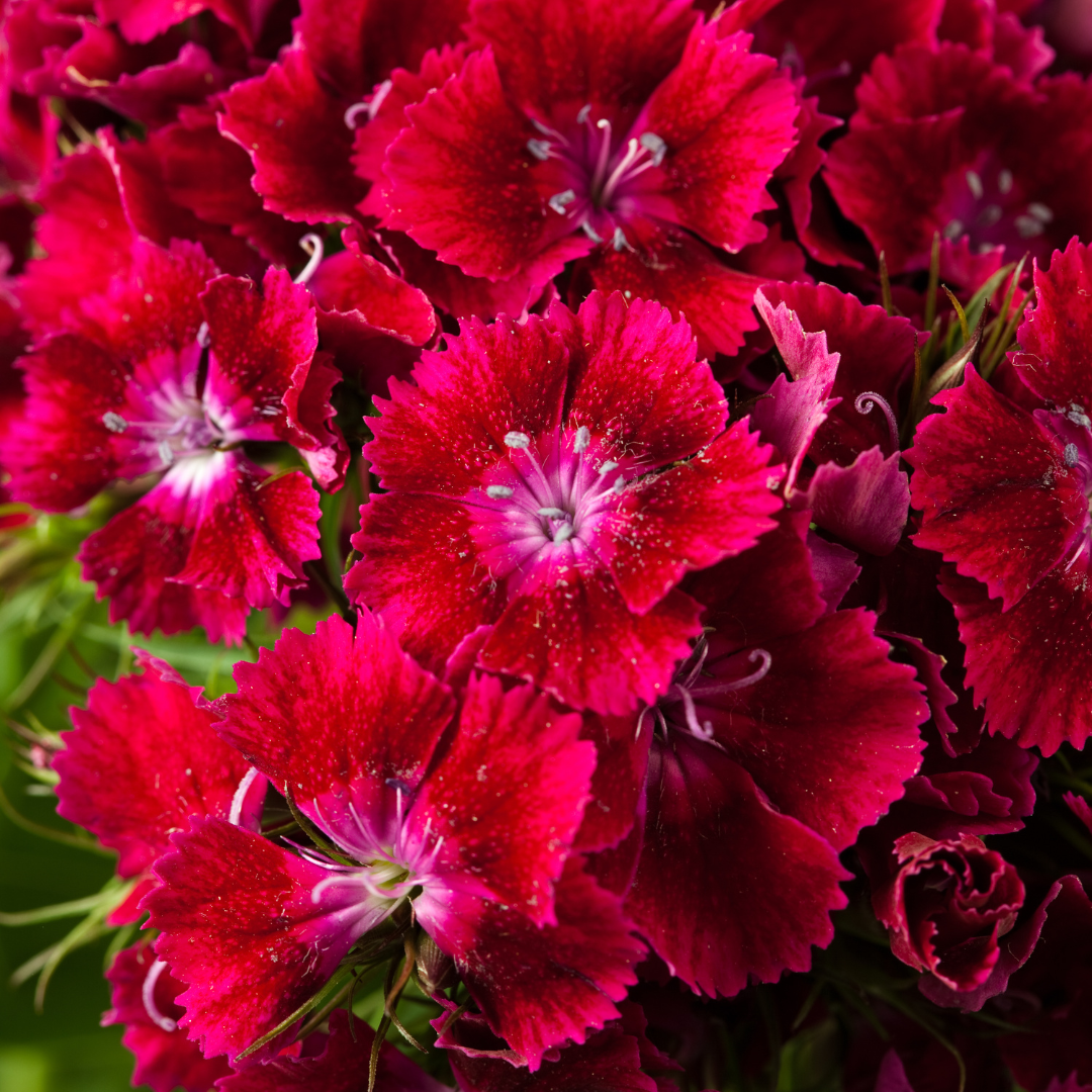 Borstnejlika - Oeschberg