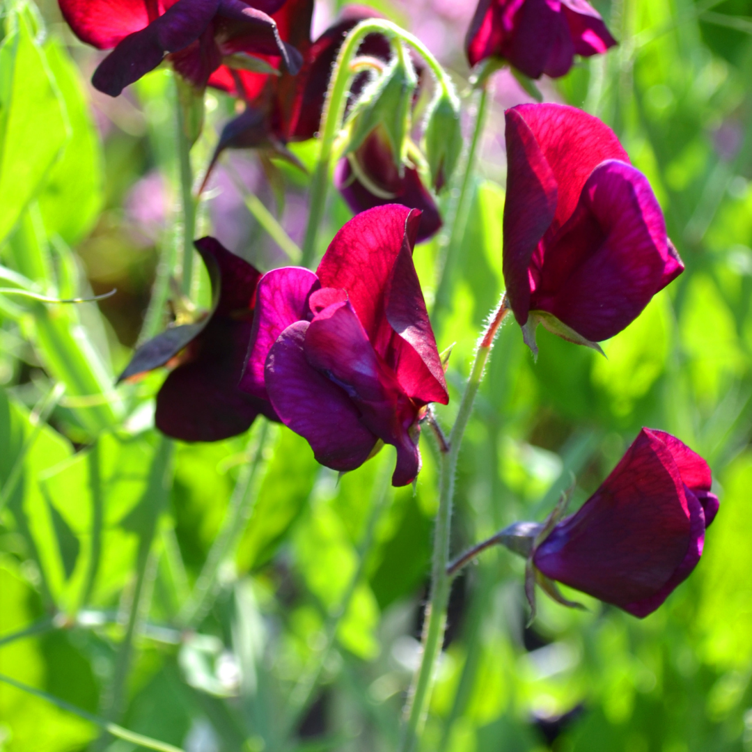 Luktärt - Royal Family Maroon