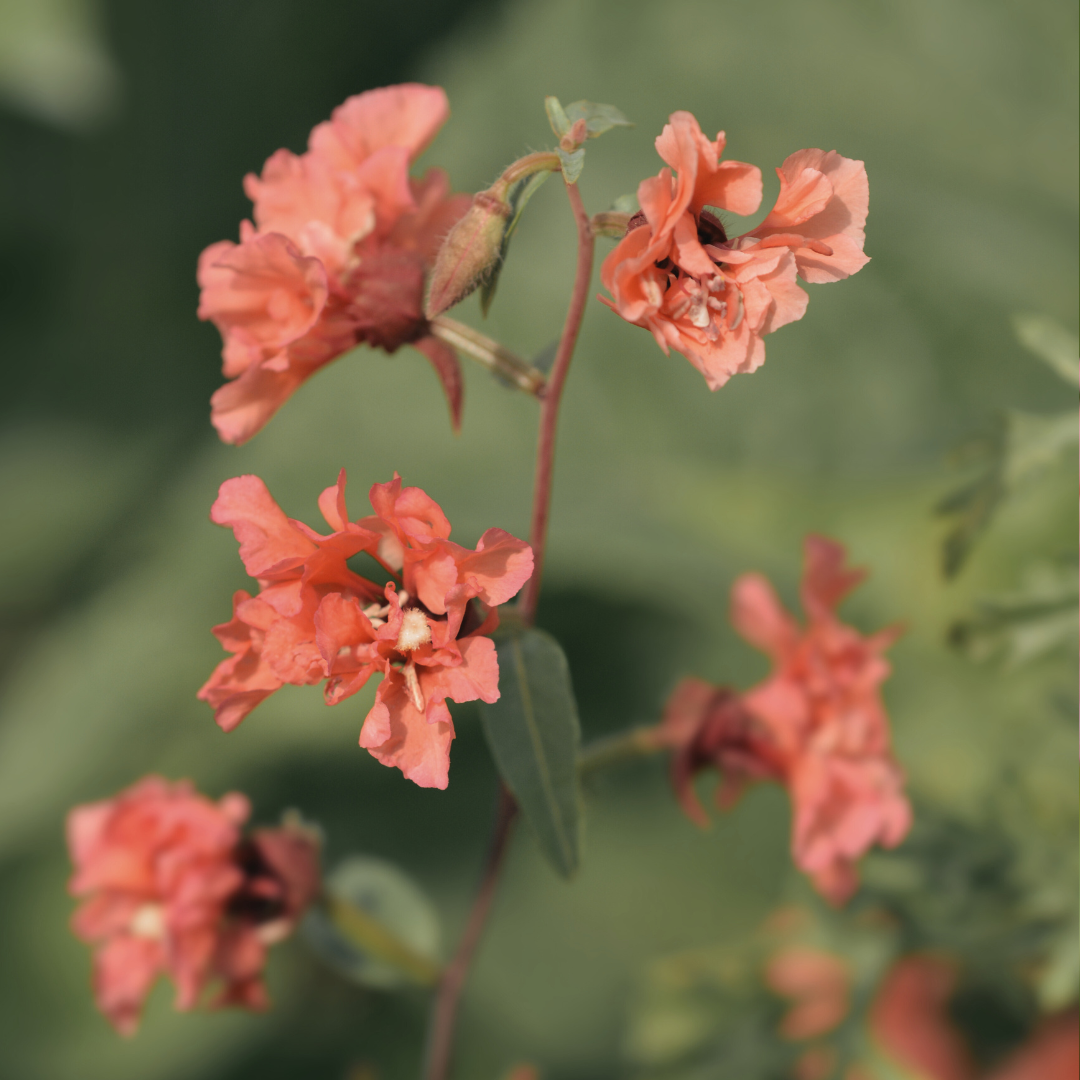 Clarkia - Sundowner Orange