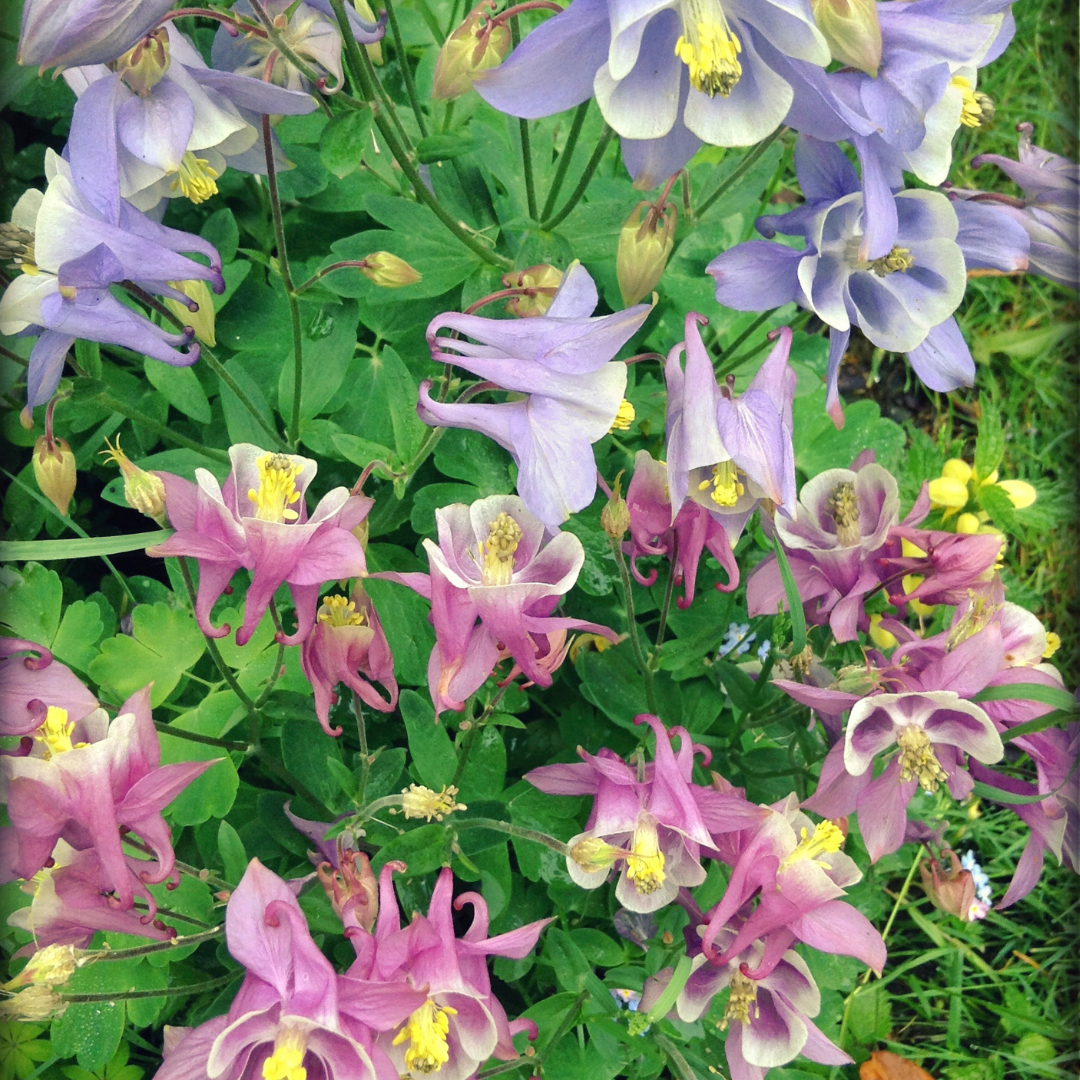 Akleja - Mrs Scott Elliot Mix