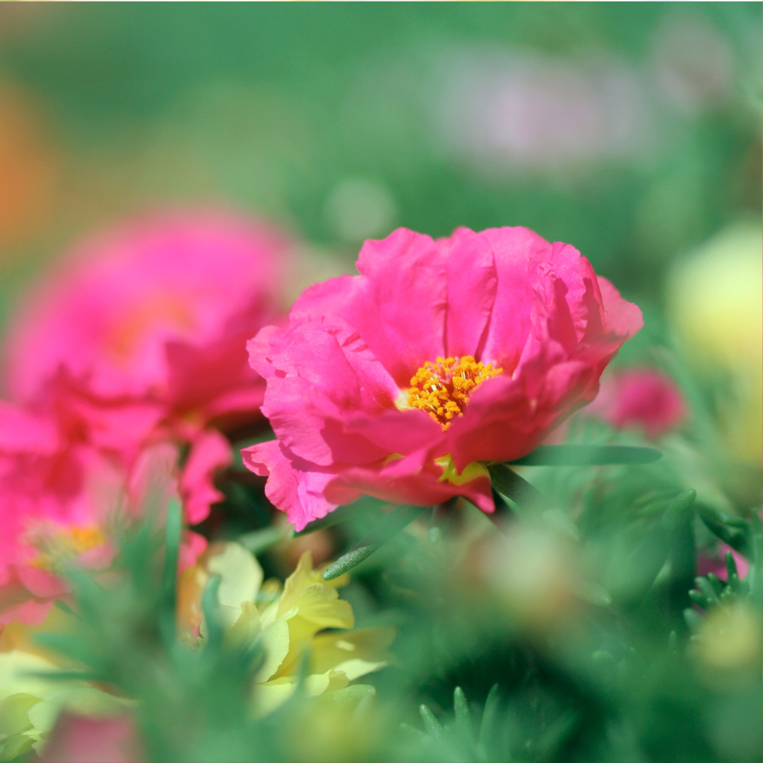 Praktportlak - Honey Bee Double Pink