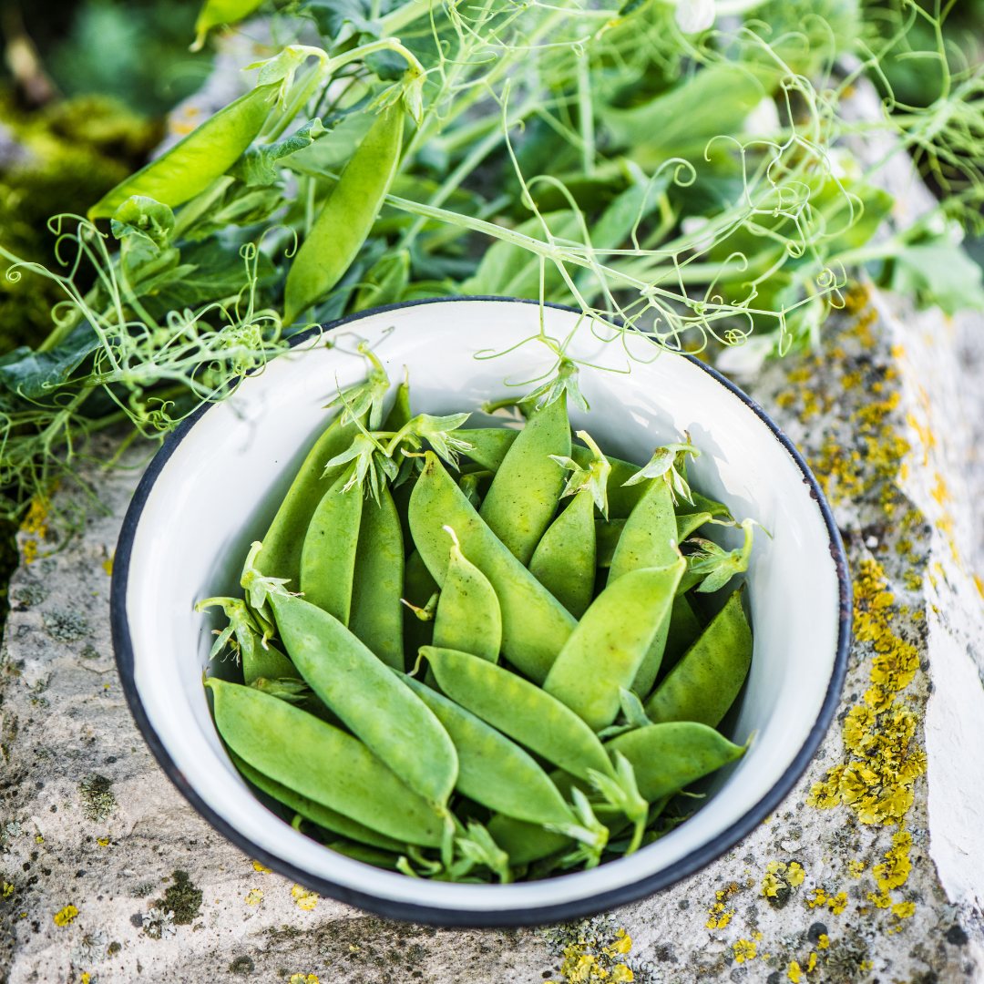 Sockerärt - Oregon Sugar Pod