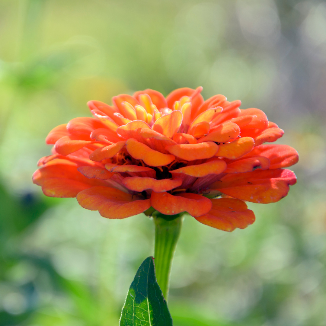 Zinnia - Super Yoga Salmon - 3