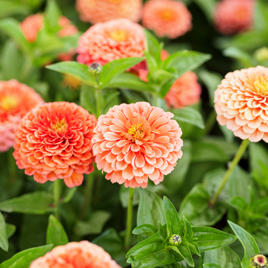 Zinnia - Super Yoga Salmon - 5