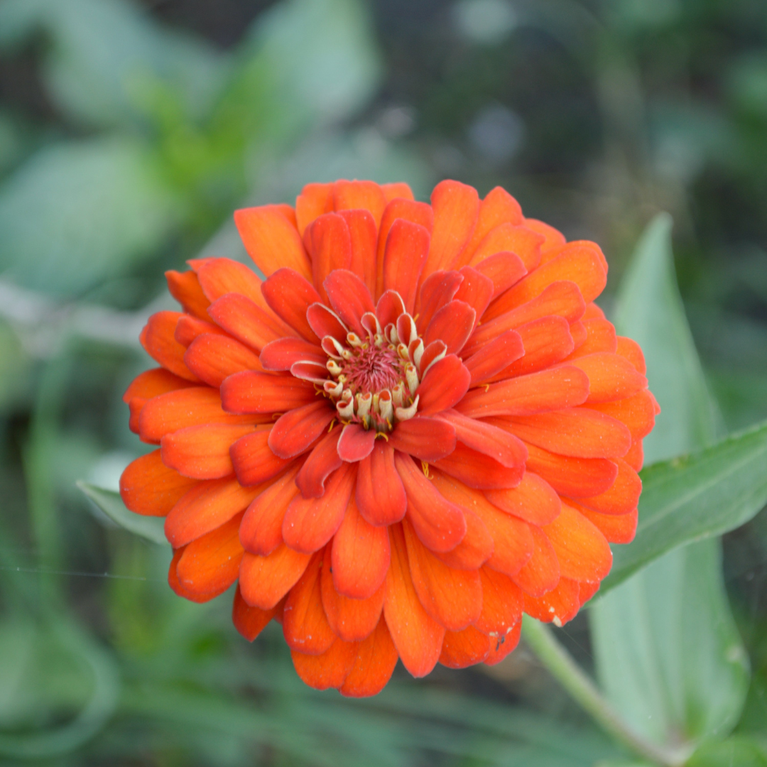 Zinnia - Super Yoga Salmon - 4