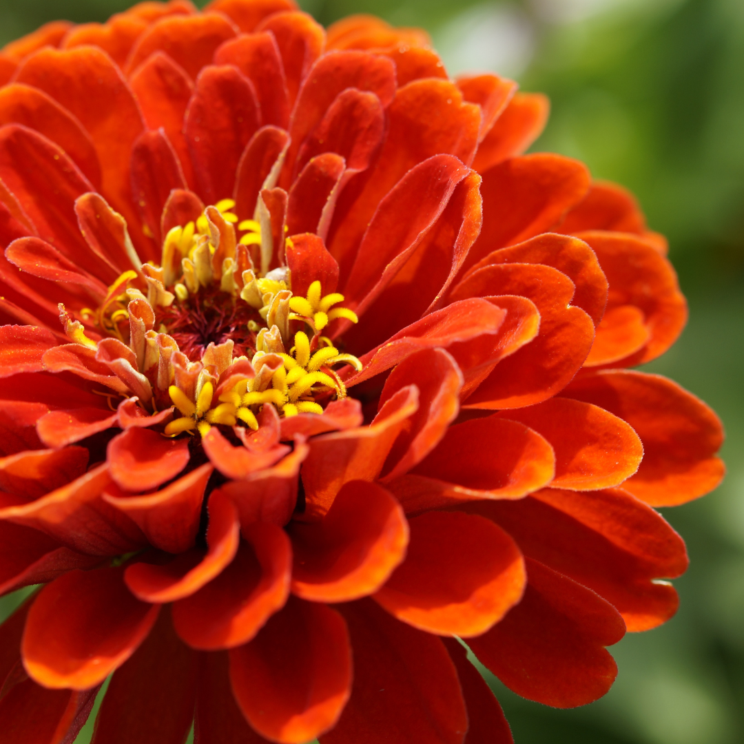 Zinnia - Super Yoga Salmon