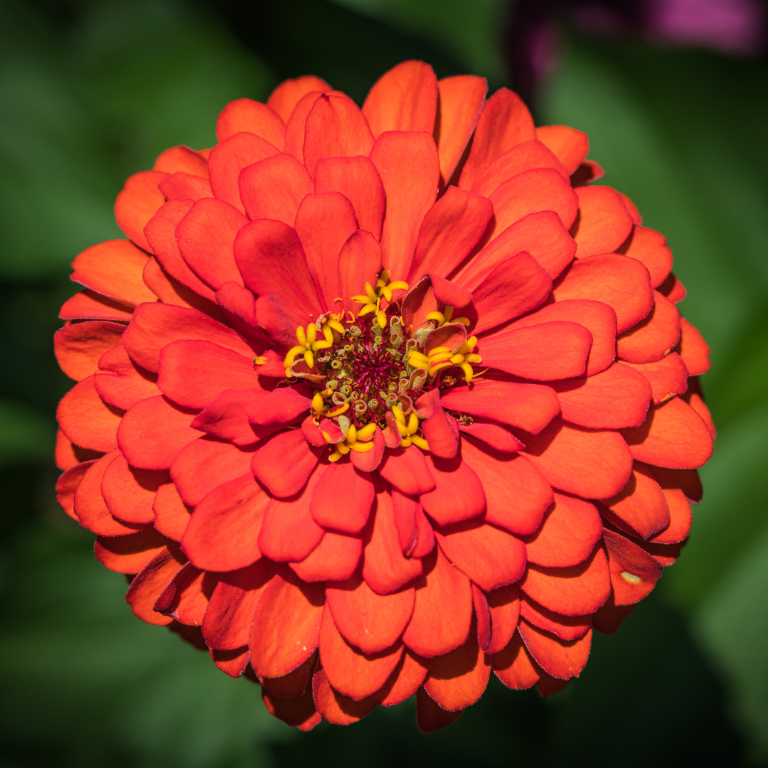 Zinnia - Super Yoga Salmon