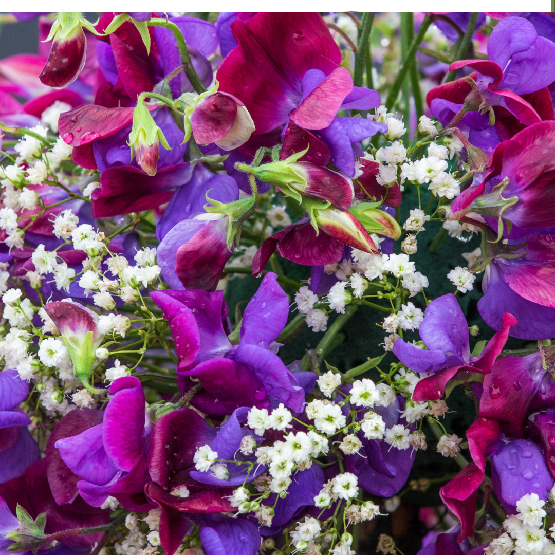 Luktärt - Purple Pimpernel - 4
