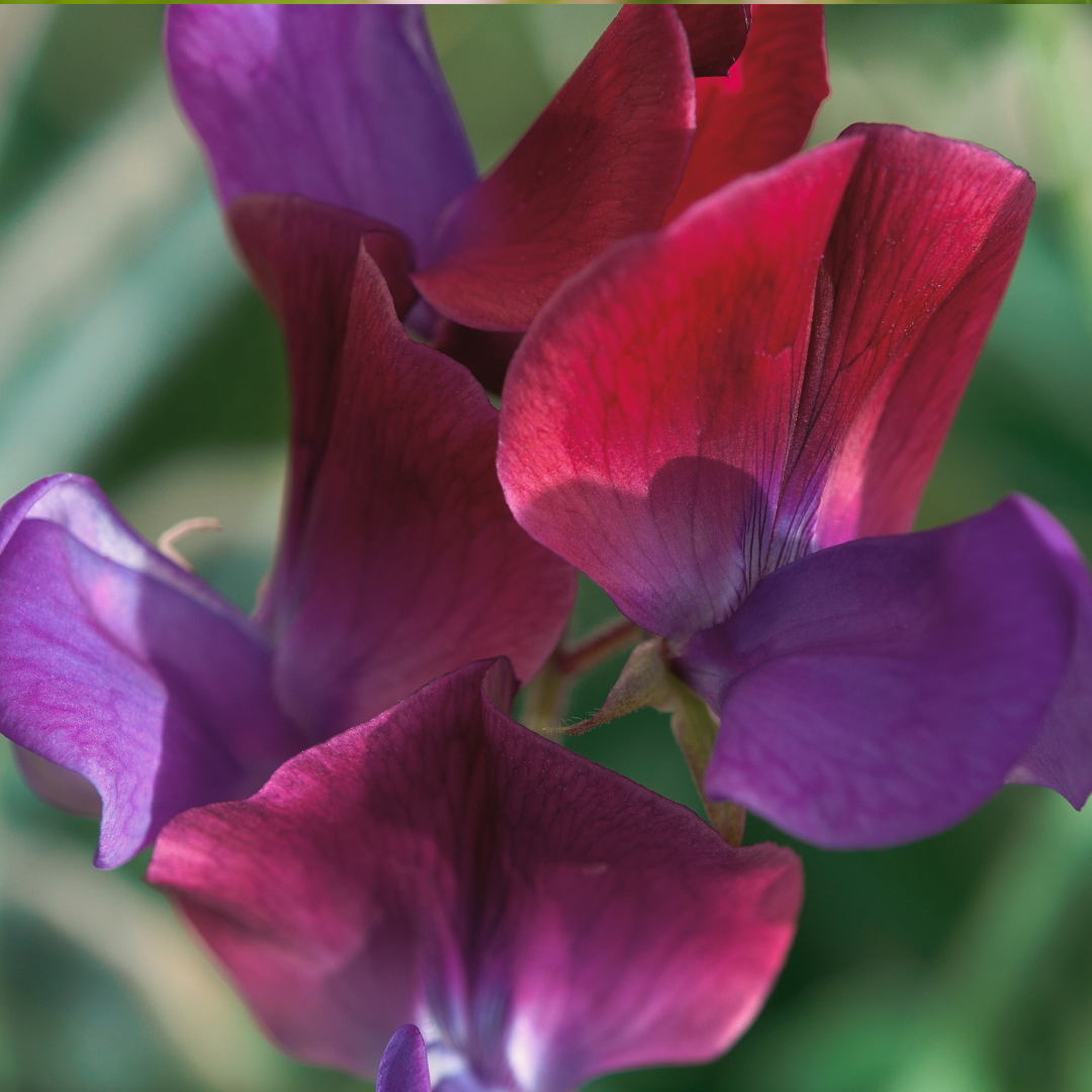 Luktärt - Purple Pimpernel