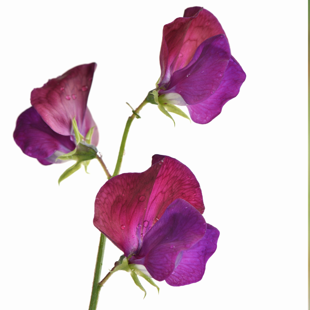 Luktärt - Purple Pimpernel - 3