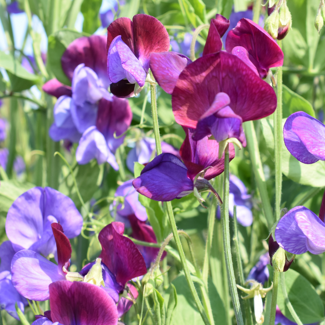 Luktärt - Purple Pimpernel