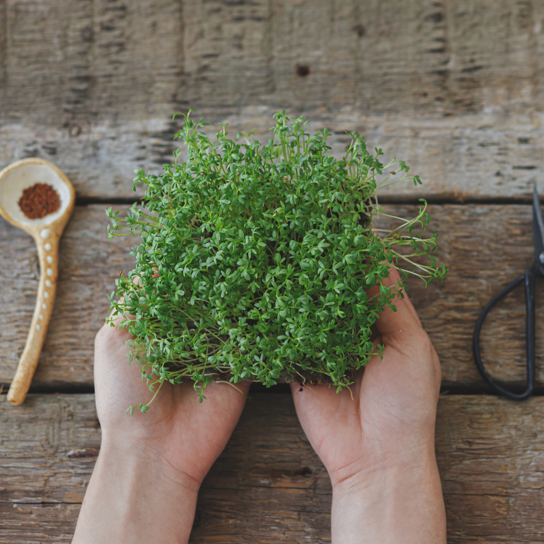 Ekologisk Microgreen - Smörgåskrasse