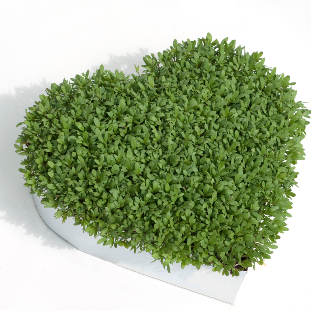 Ekologisk Microgreen - Smörgåskrasse - 3