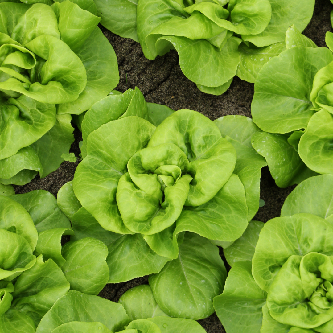 Huvudsallat - Santa Anna - Kultursort