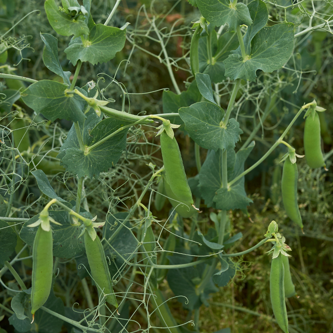 Ekologisk Vinterärt - Frieda Welten - Kultursort