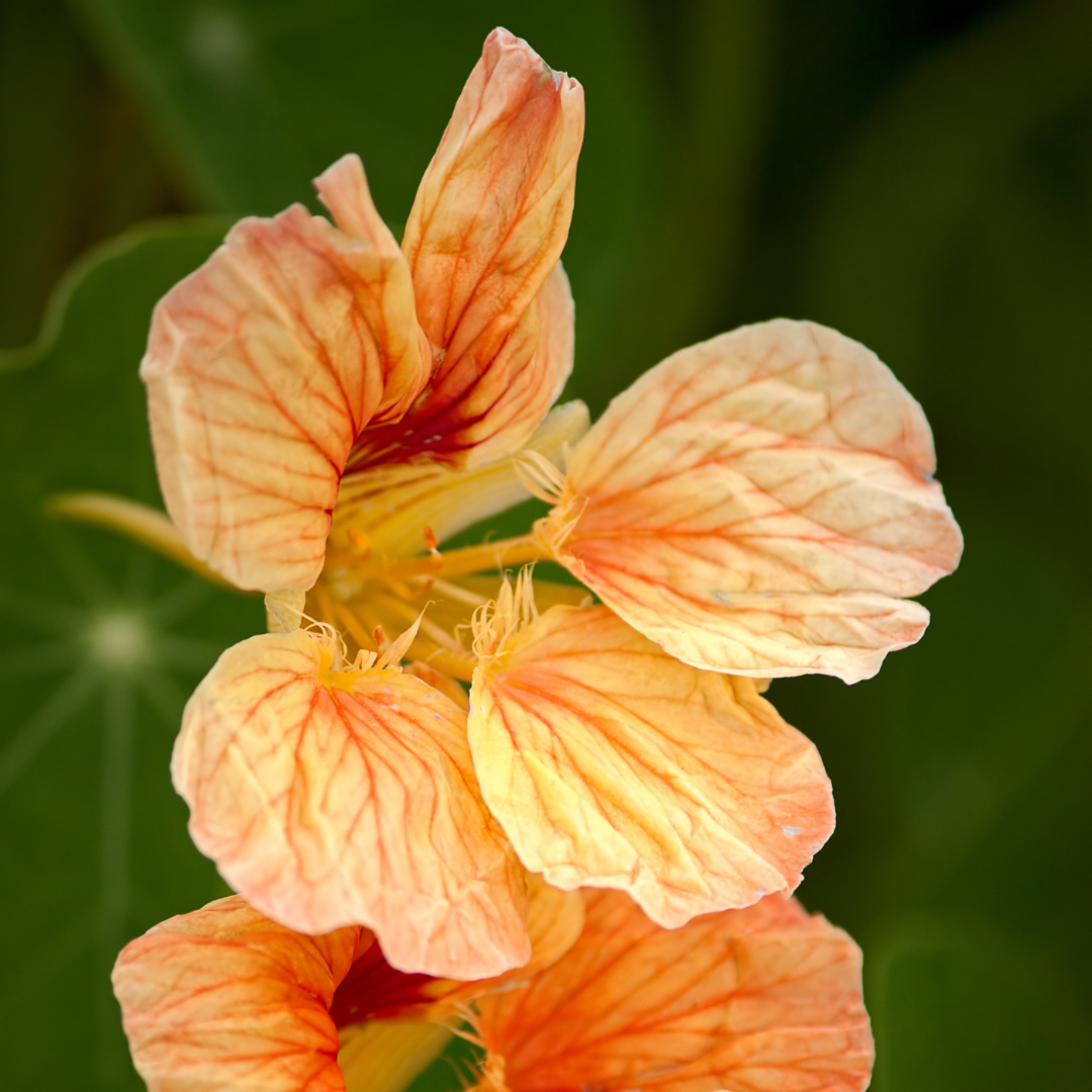 Dvärgkrasse - Tip Top Apricot - Buskkrasse - 3