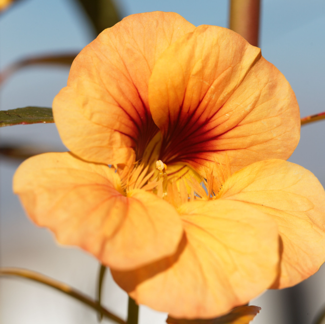 Dvärgkrasse - Tip Top Apricot - Buskkrasse - 4
