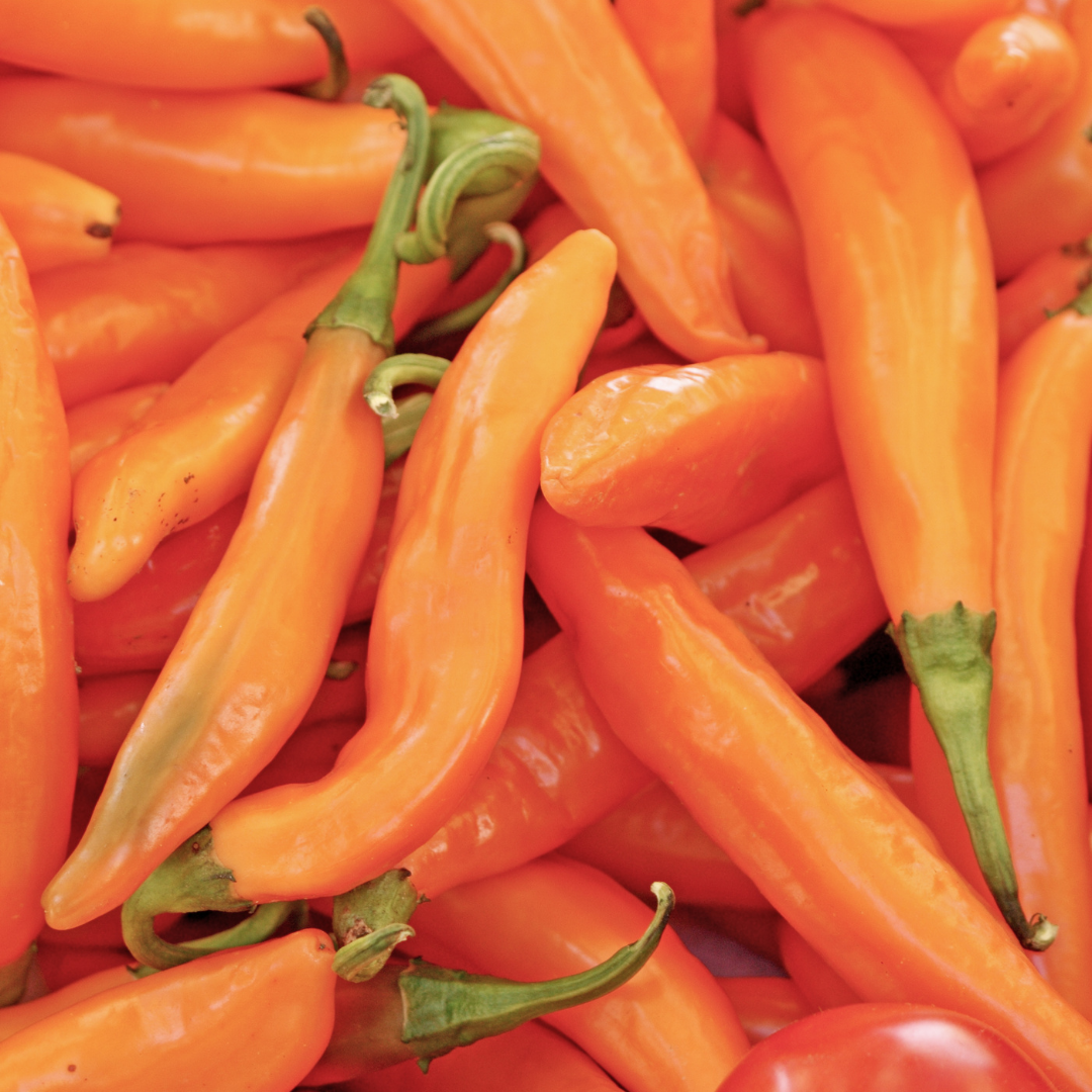 Ekologisk Paprika - Tequila Sunrise