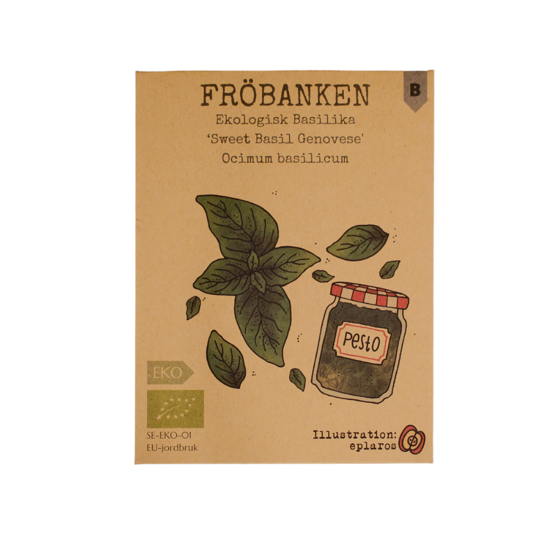 Ekologisk Basilika - Sweet Basil Genovese - 2